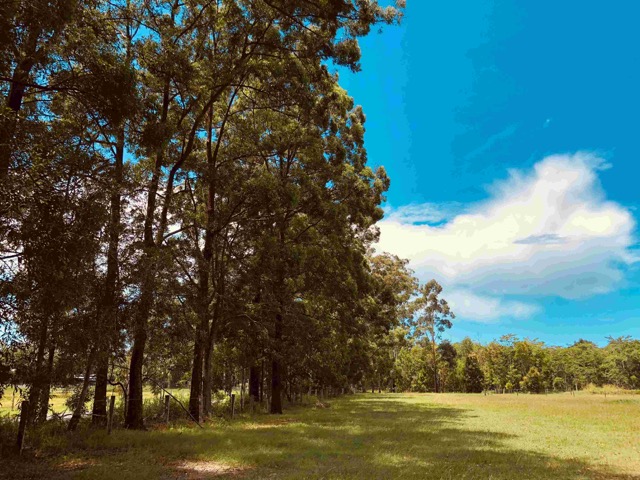 Wominjeka Park - Big trees