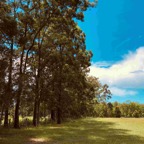 big trees.jpg